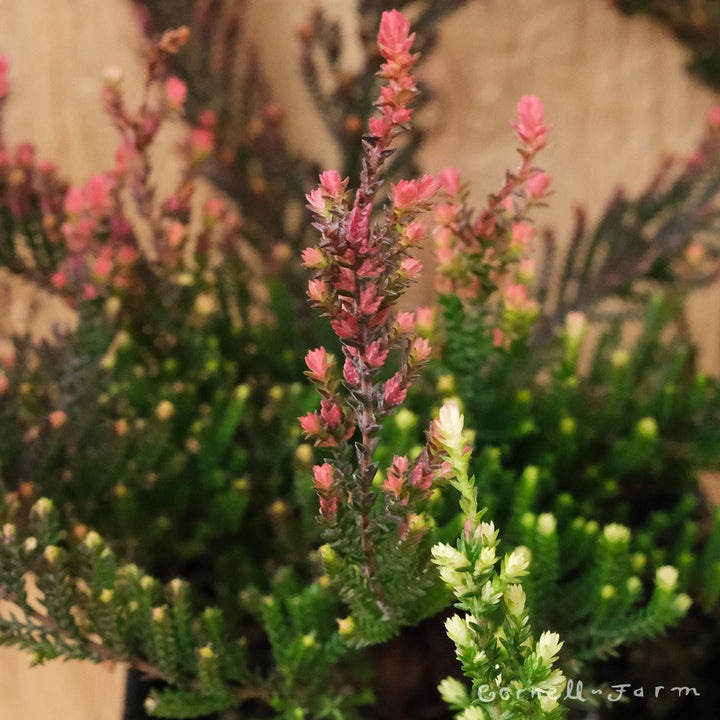 Calluna vulgaris Spring Torch 4in Heather – Cornell Farm