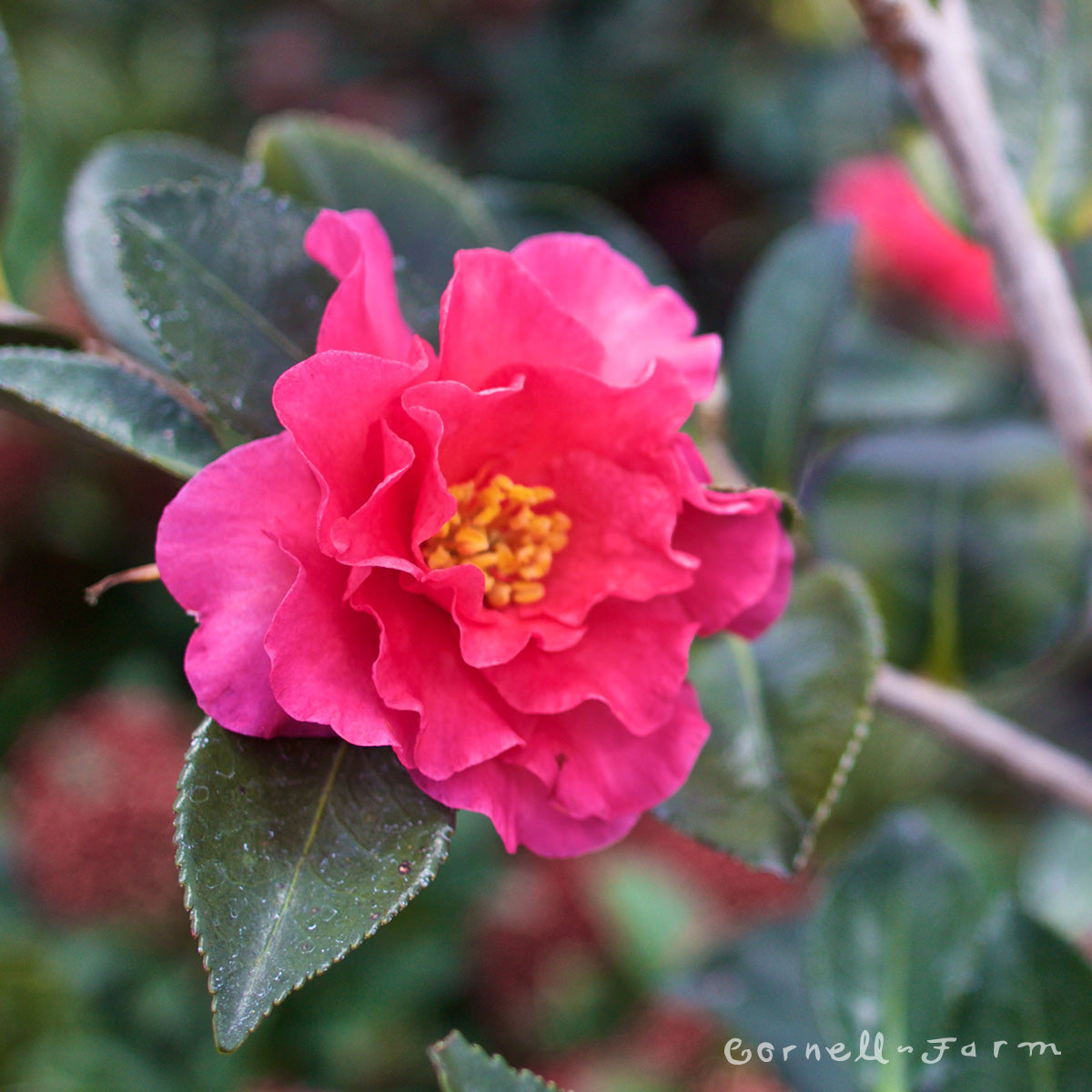 Camellia s. Shishi Gashira 5gal