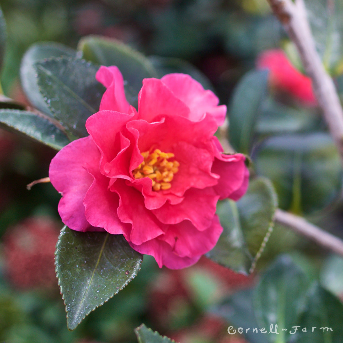 Camellia s. Shishi Gashira 2gal