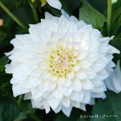 Dahlia GoGo White 2gal CF