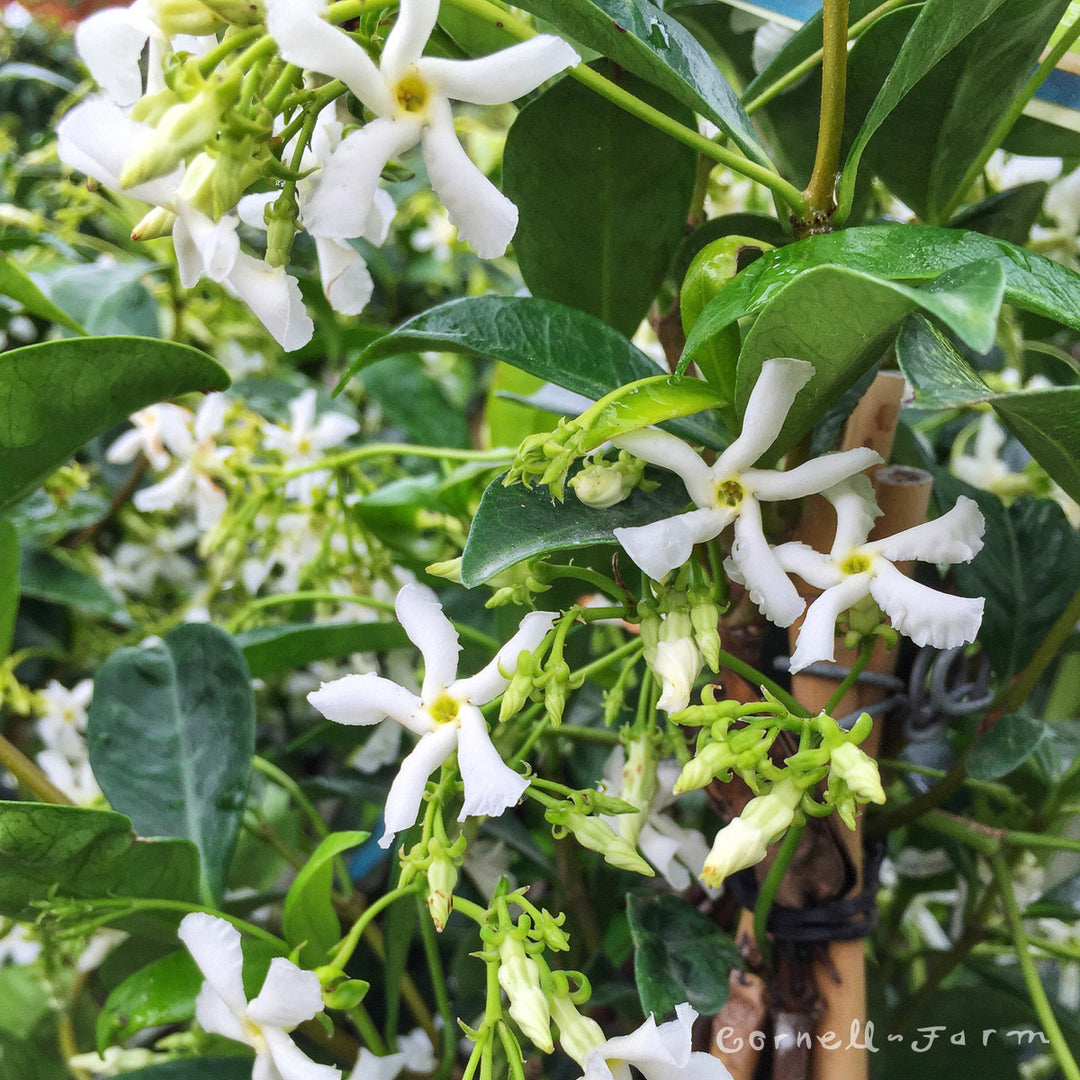 Trachelospermum jasminoides 2gal ST Star Jasmine – Cornell Farm