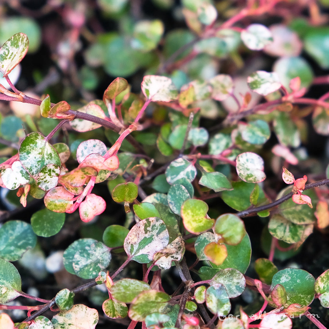 Muehlenbeckia tricolor 4in Wire Vine – Cornell Farm
