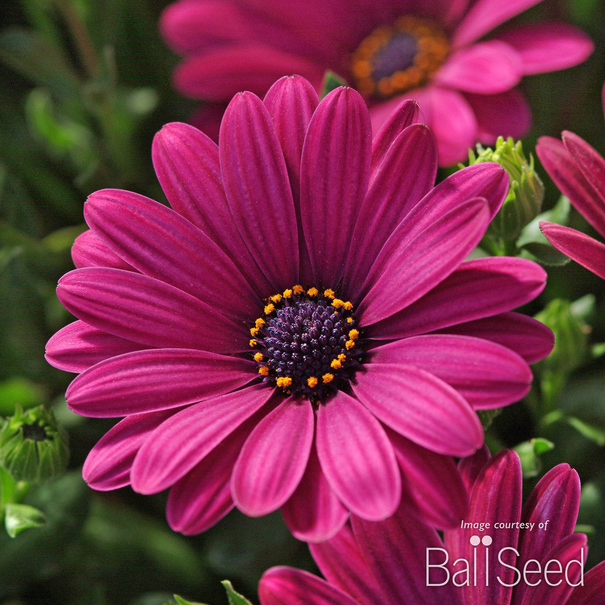 Osteospermum Serenity Dark Purple 4.25in CF