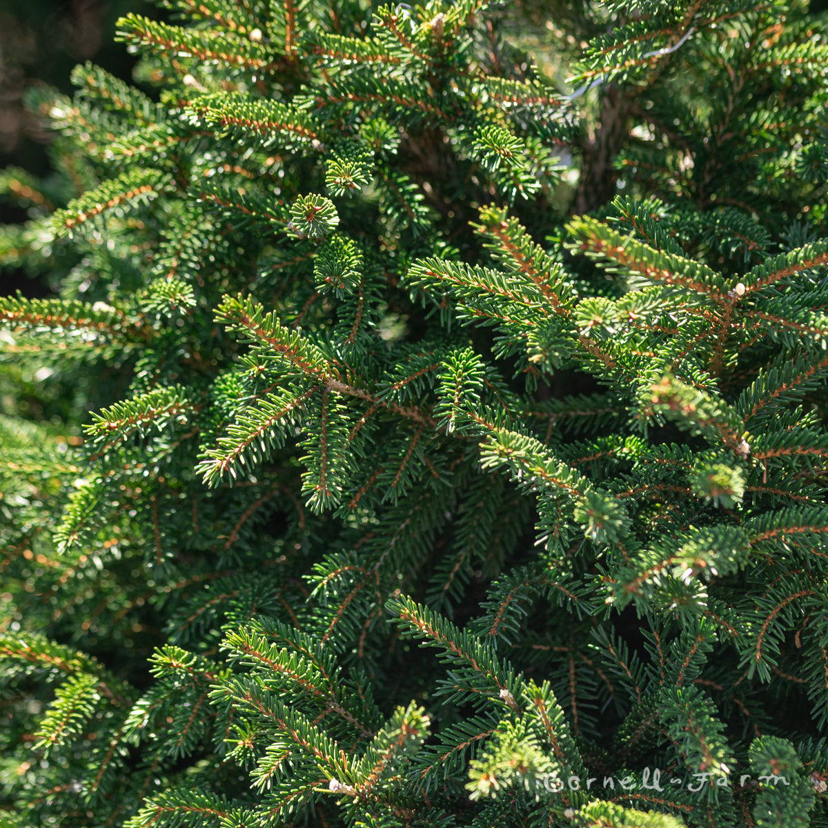 Picea o. Nigra Compacta 6gal Oriental Spruce