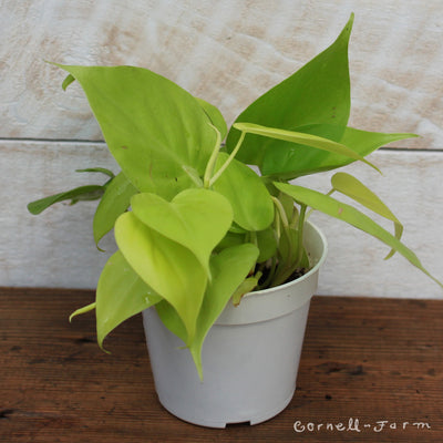 Philodendron hederaceum 4in Neon