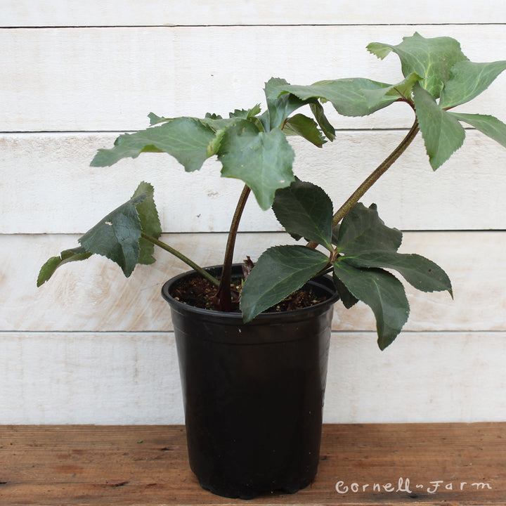 Helleborus Ice N' Roses Picotee HGC 1gal – Cornell Farm