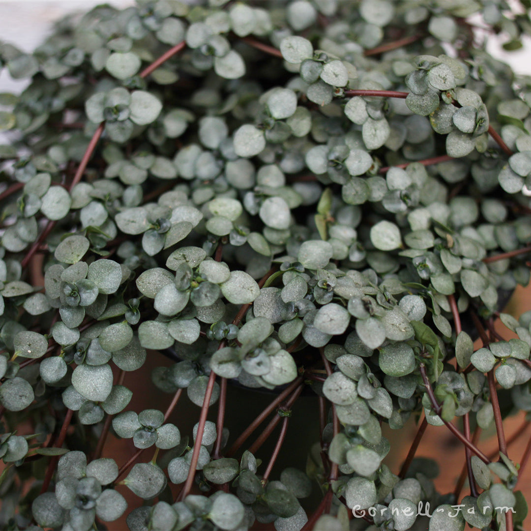 Pilea glauca 4in Aquamarine Silver Sparkle