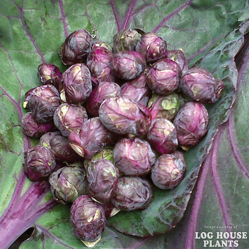Brussels Sprouts Red Ball Jumbo 6pk