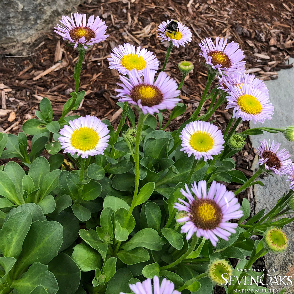 Erigeron glaucus 1gal Seaside Daisy