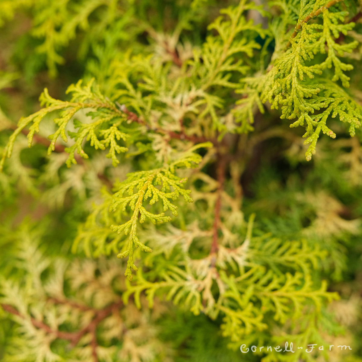 Chamaecyparis o. Sunlight Lace Hinoki Cypress 6gal – Cornell Farm