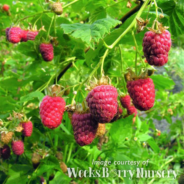 Raspberry Willamette SC 1gal – Cornell Farm