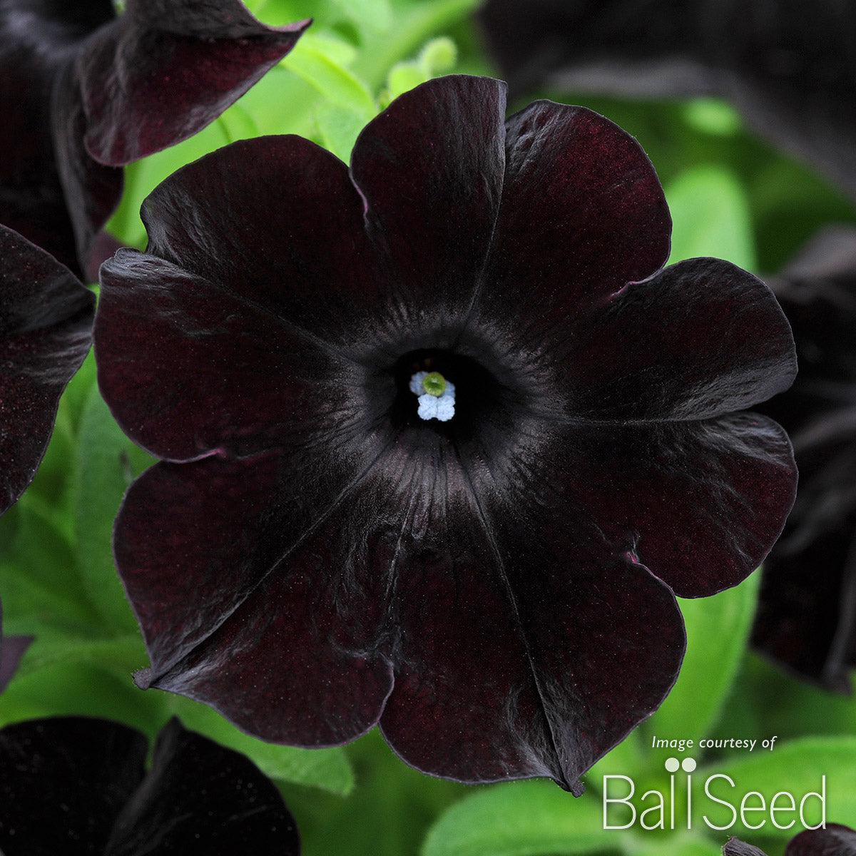 Petunia Black Magic 4.25in CF