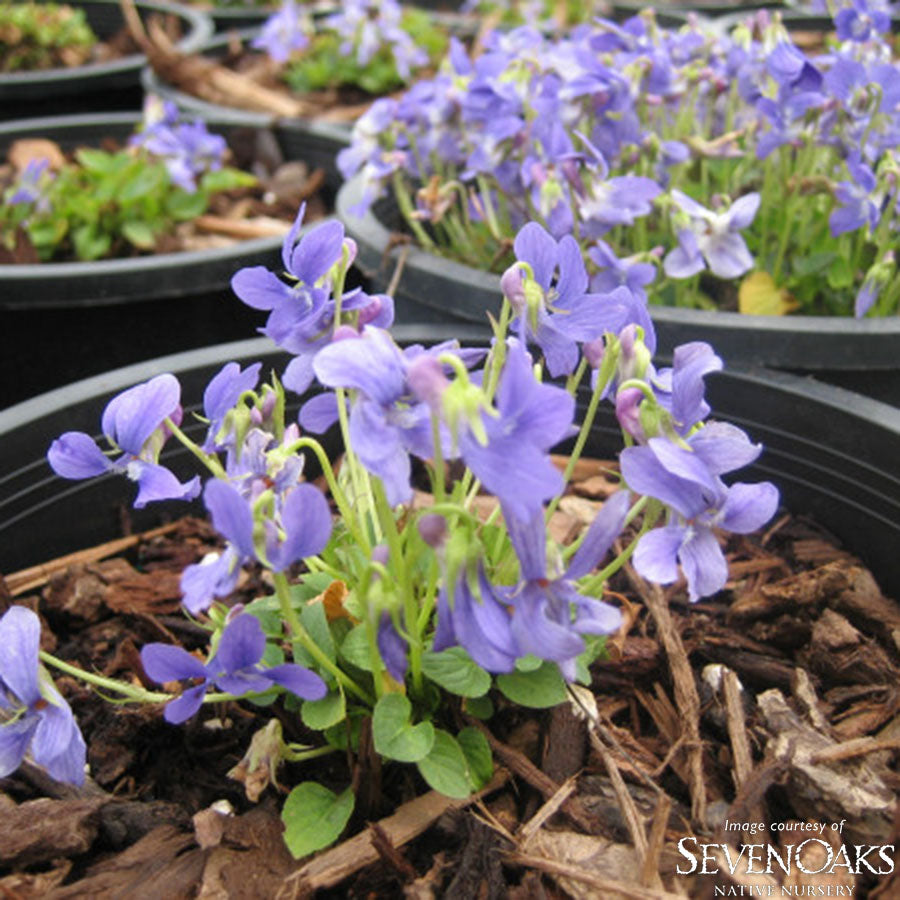 Viola adunca 4in Western Dog Violet