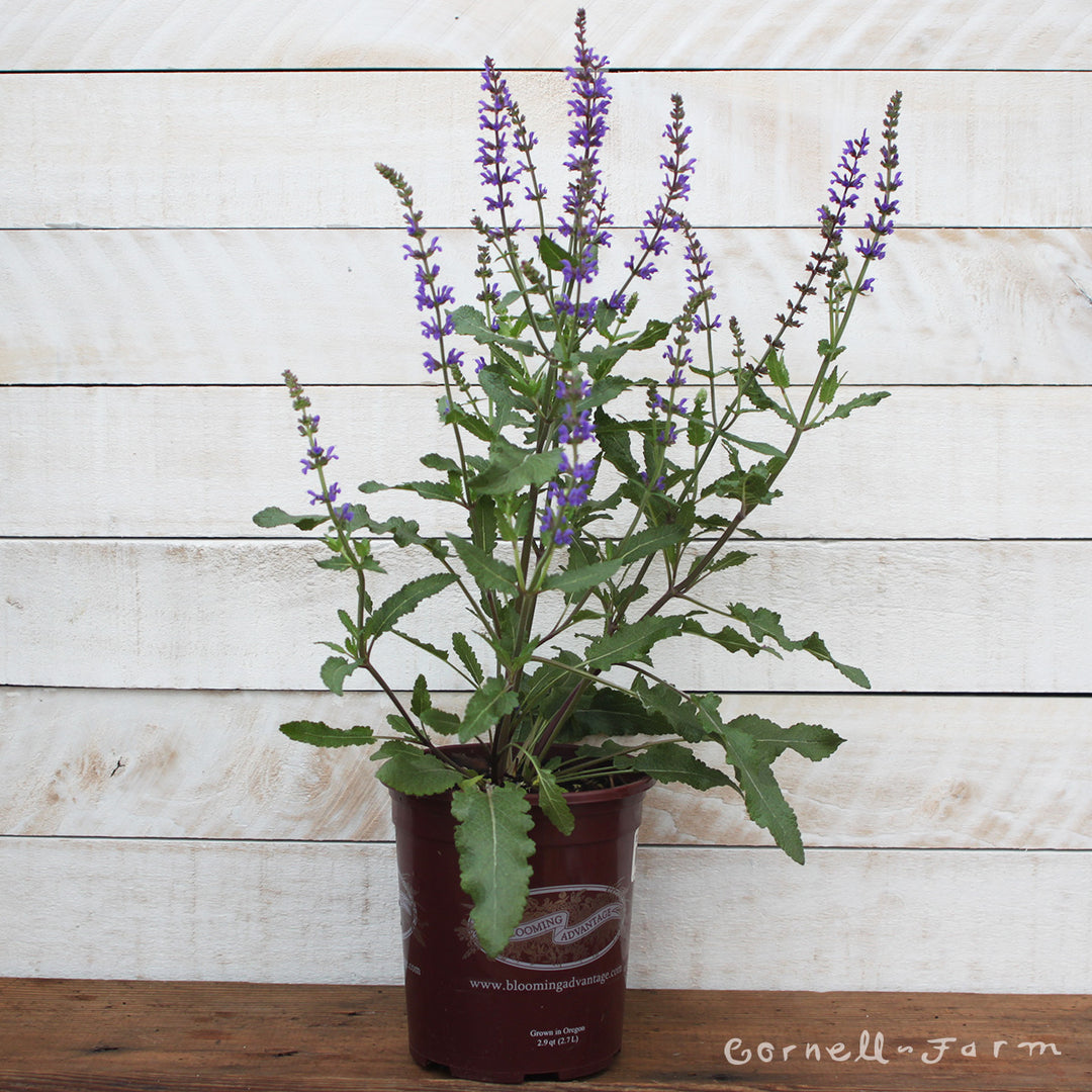 Salvia syl Spring King 1gal – Cornell Farm