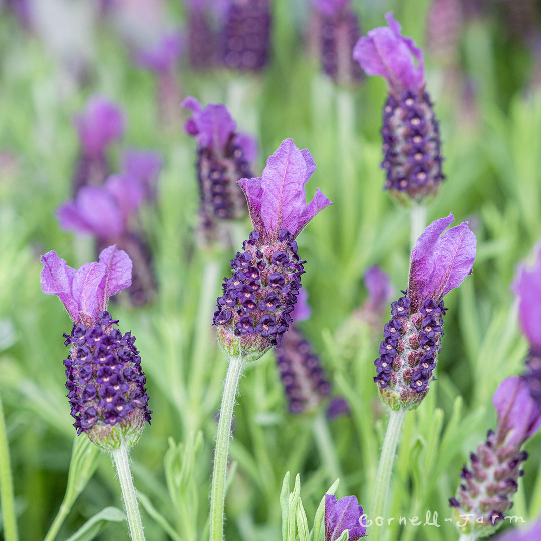 anouk lavender seeds Lavandula st Anouk Supreme 1gal Spanish Lavender