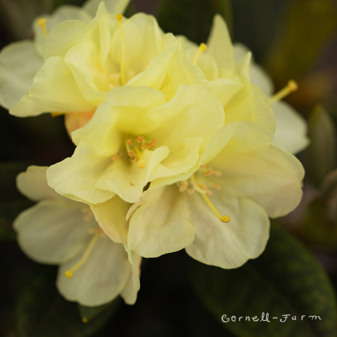 rhododendron lemon drop Rhododendron Lemon Dream 1gal – Cornell Farm