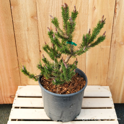 Pinus c. Spaan's Dwarf 3gal Dwarf Shore Pine