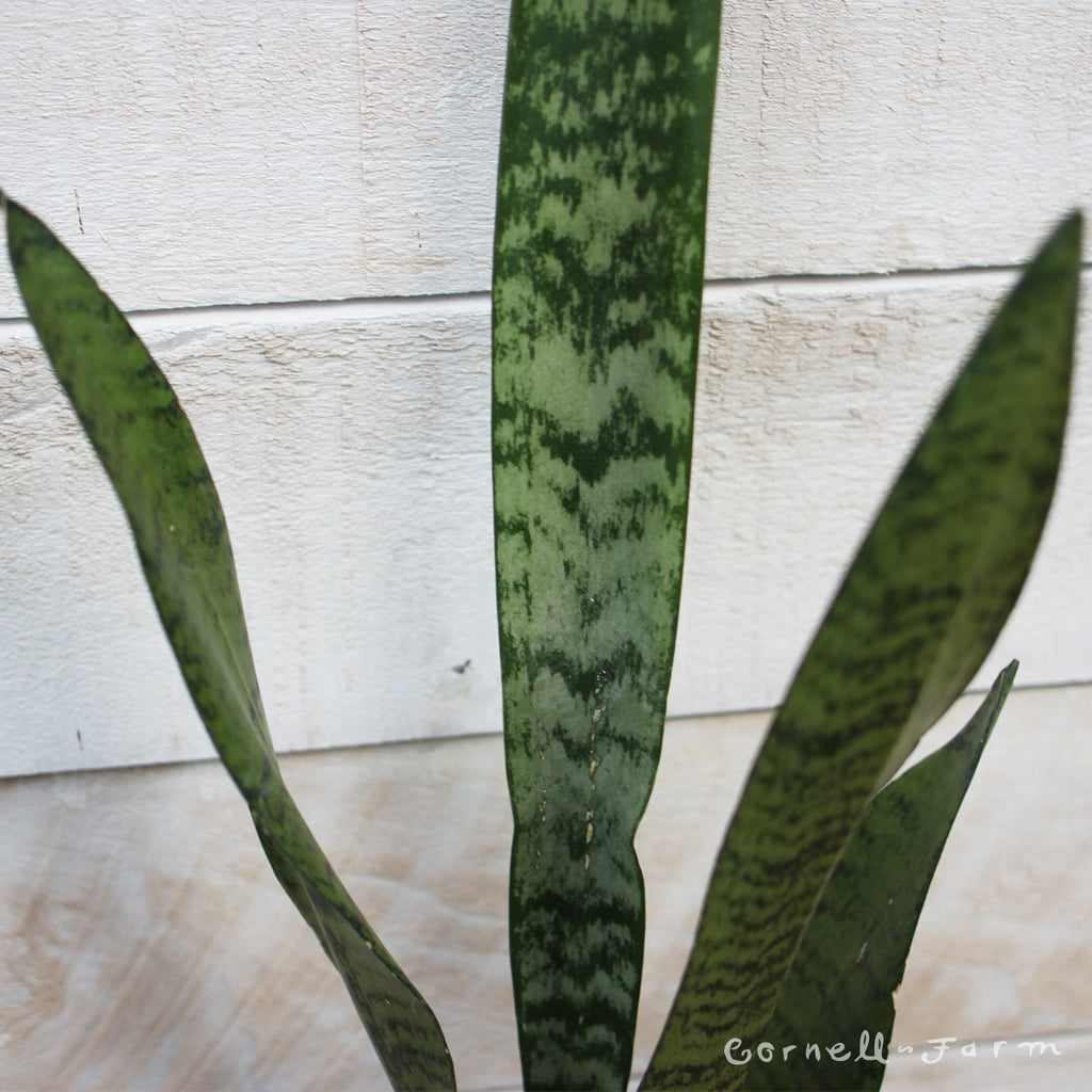 variegated sansevieria trifasciata Sansevieria trifasciata 4in Zeylanica snake plant – Cornell Farm