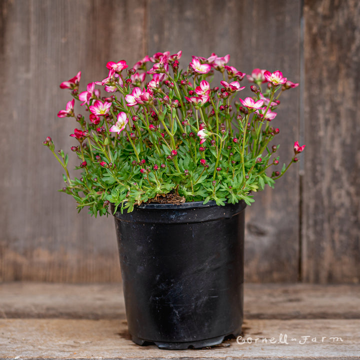 Saxifraga Alpino Early Picotee Qrt – Cornell Farm