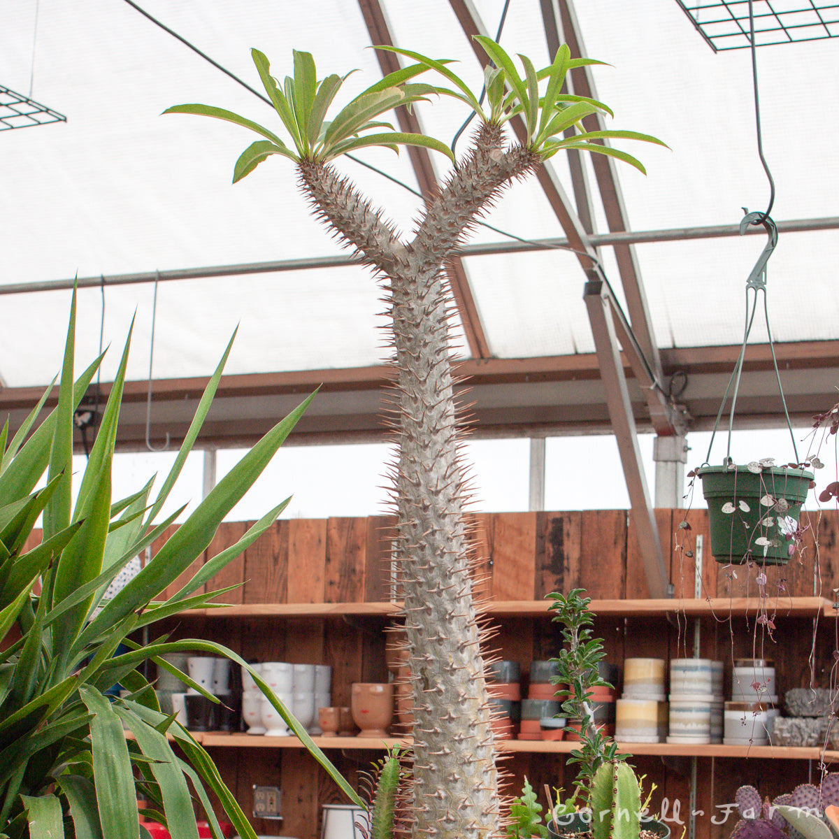 Pachypodium lamerei 12in Madagascar Palm