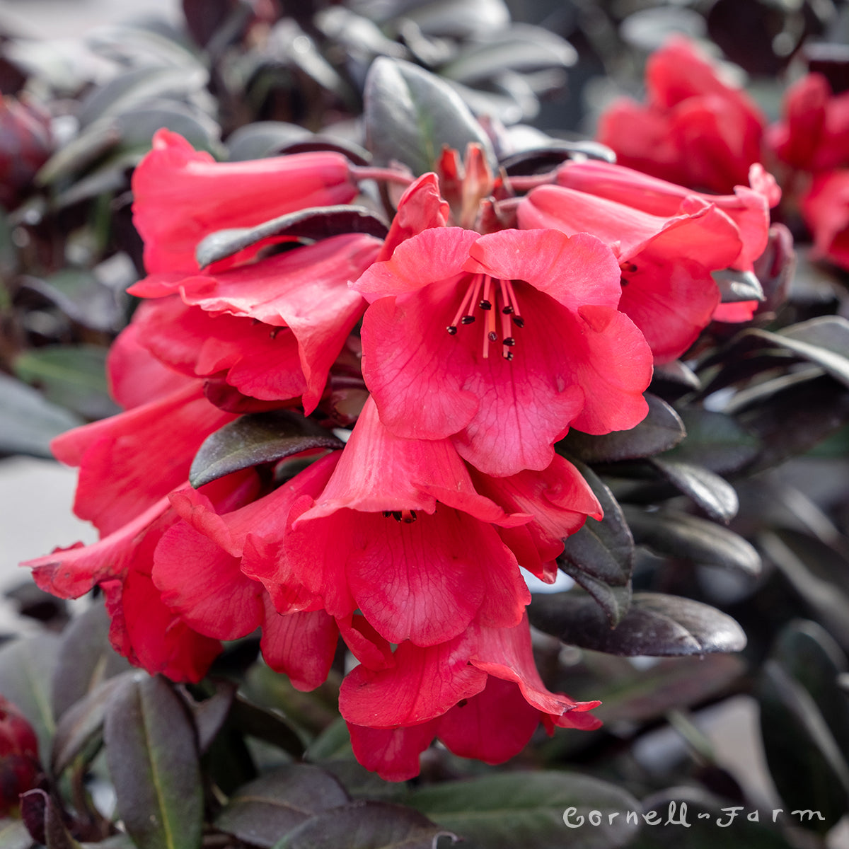 Rhododendron Everred 1gal
