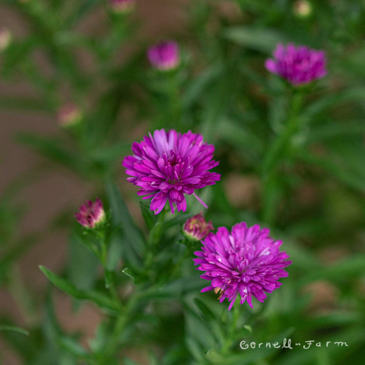 Aster Henry I Pink Qrt Fall