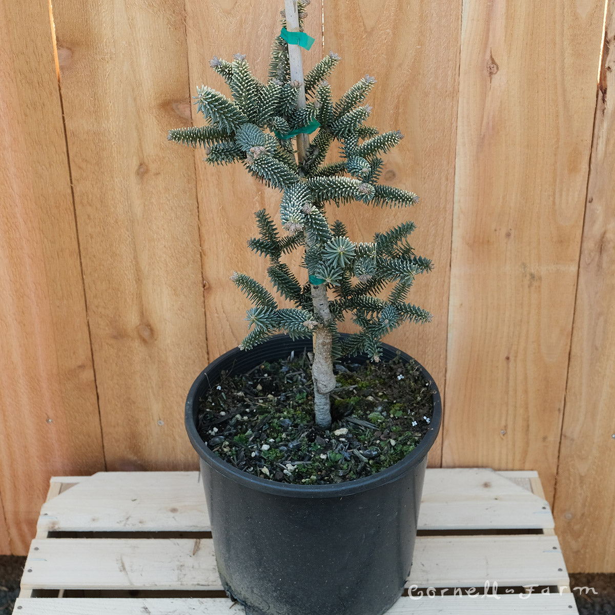 Abies pinsapo Aurea 3gal Golden Spanish Fir