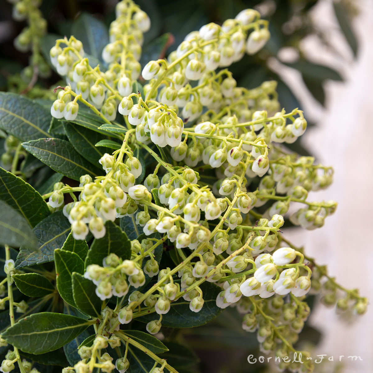 Pieris j. Temple Bells 10gal