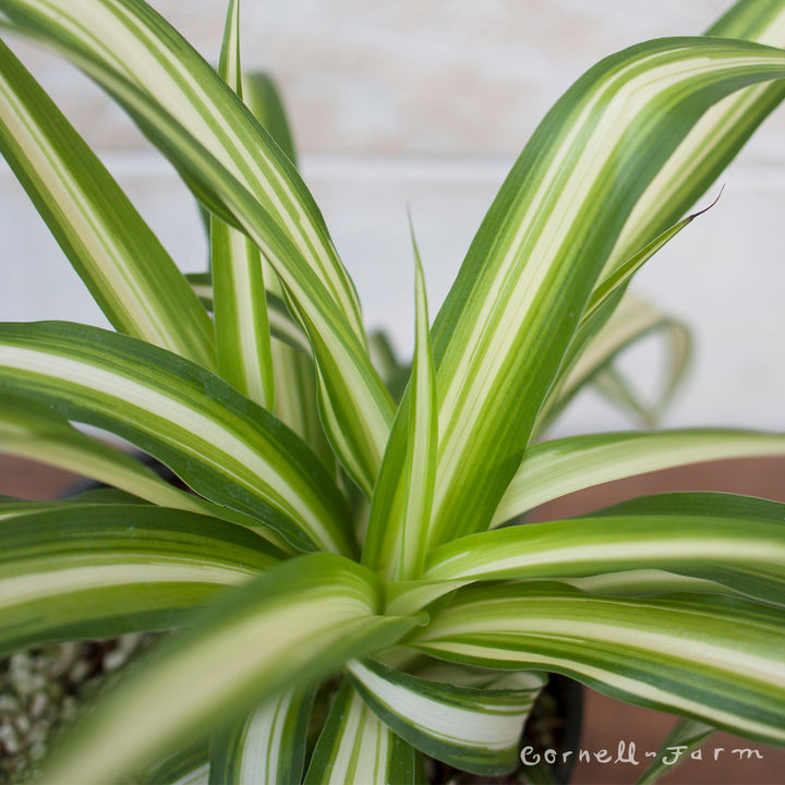 chlorophytum spp Chlorophytum comosum 4in Variegated Spider Plant – Cornell Farm