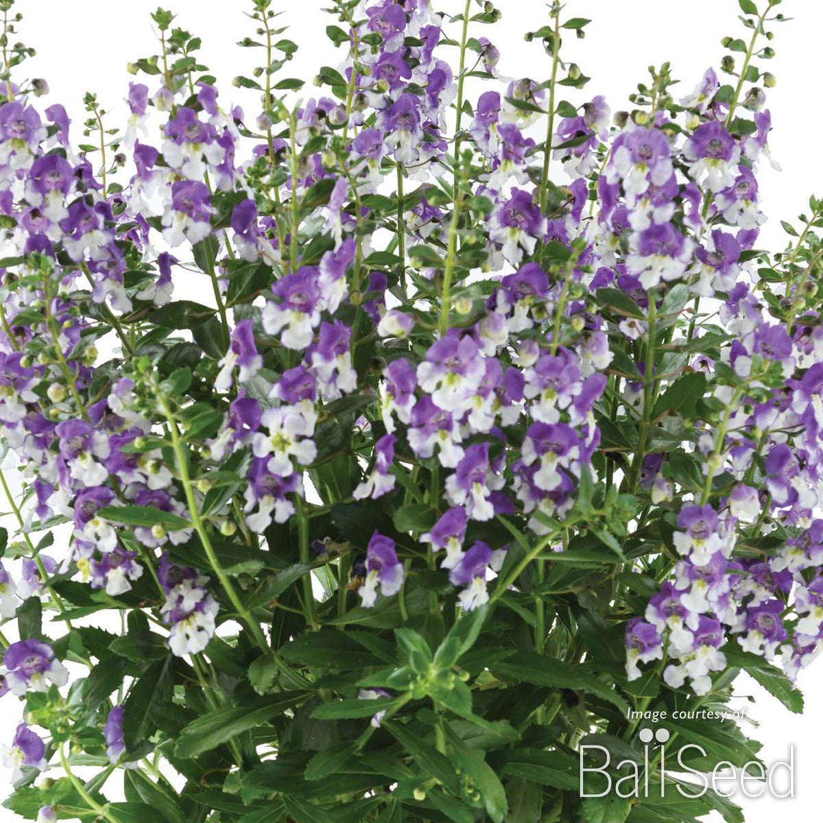 Angelonia Alonia Big Bicolor Purple 4.25in CF