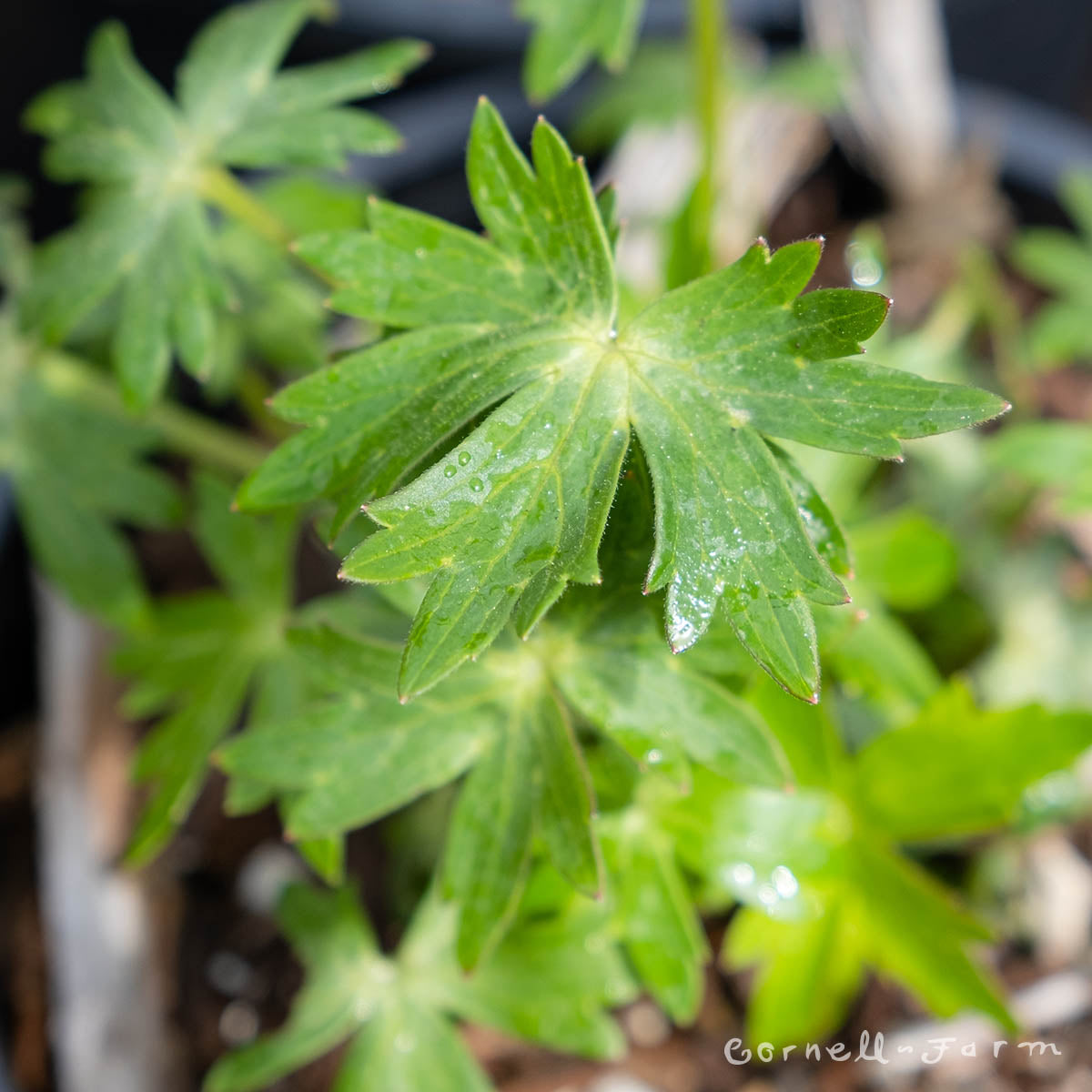 Delphinium trolliifolium 4in