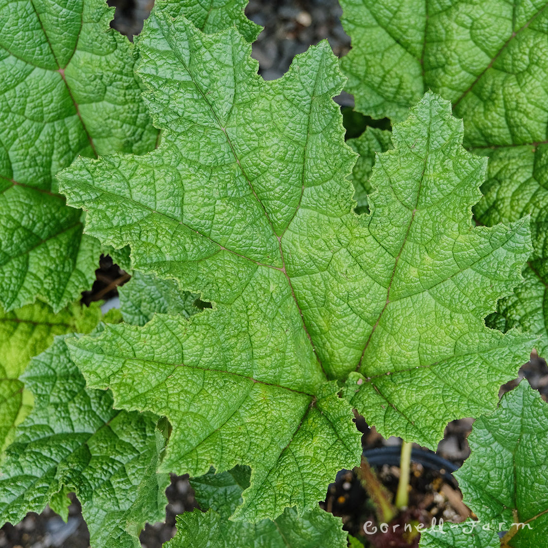Gunnera manicata 1gal – Cornell Farm