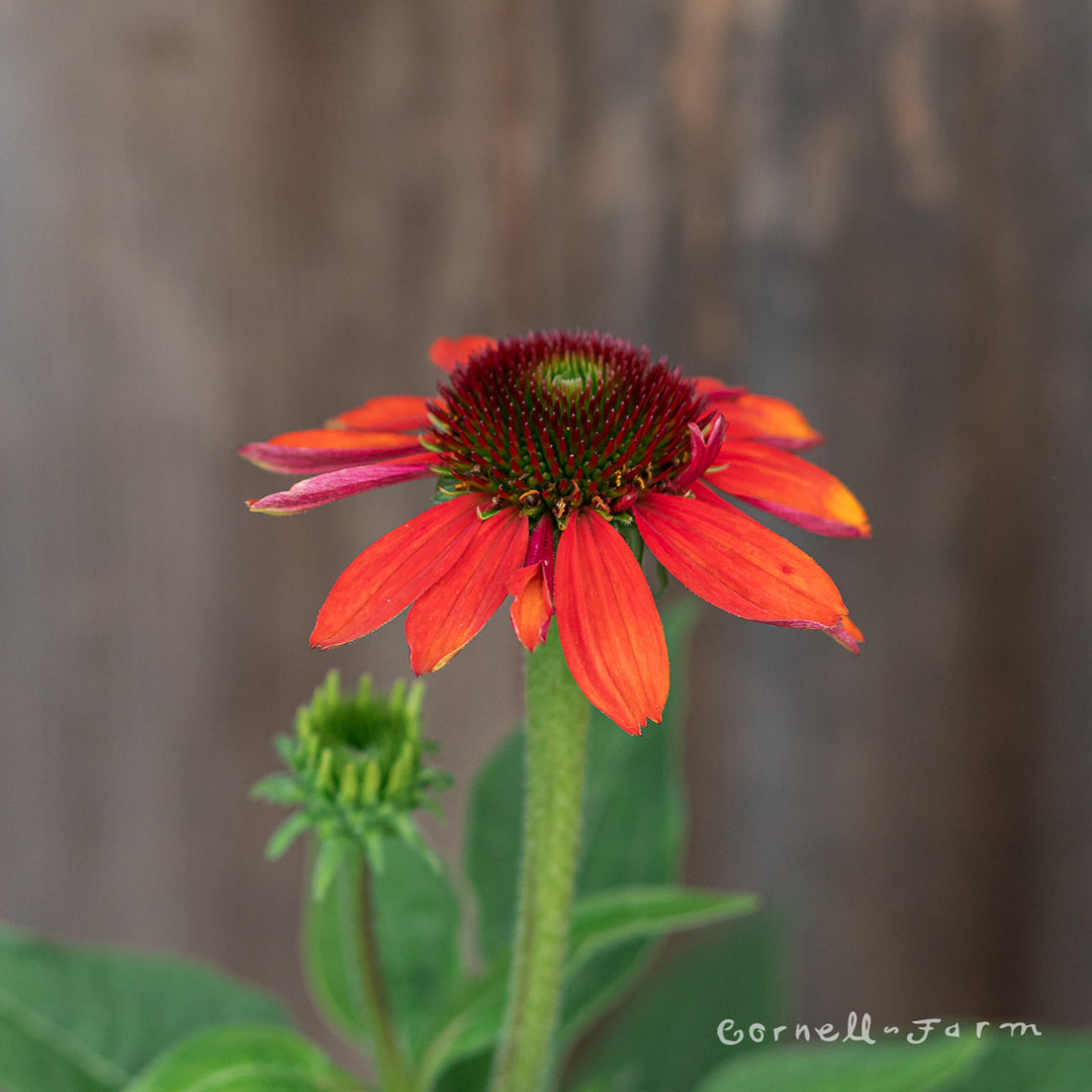 Echinacea Purpurea Echinacea Flamenco Orange Echinacea