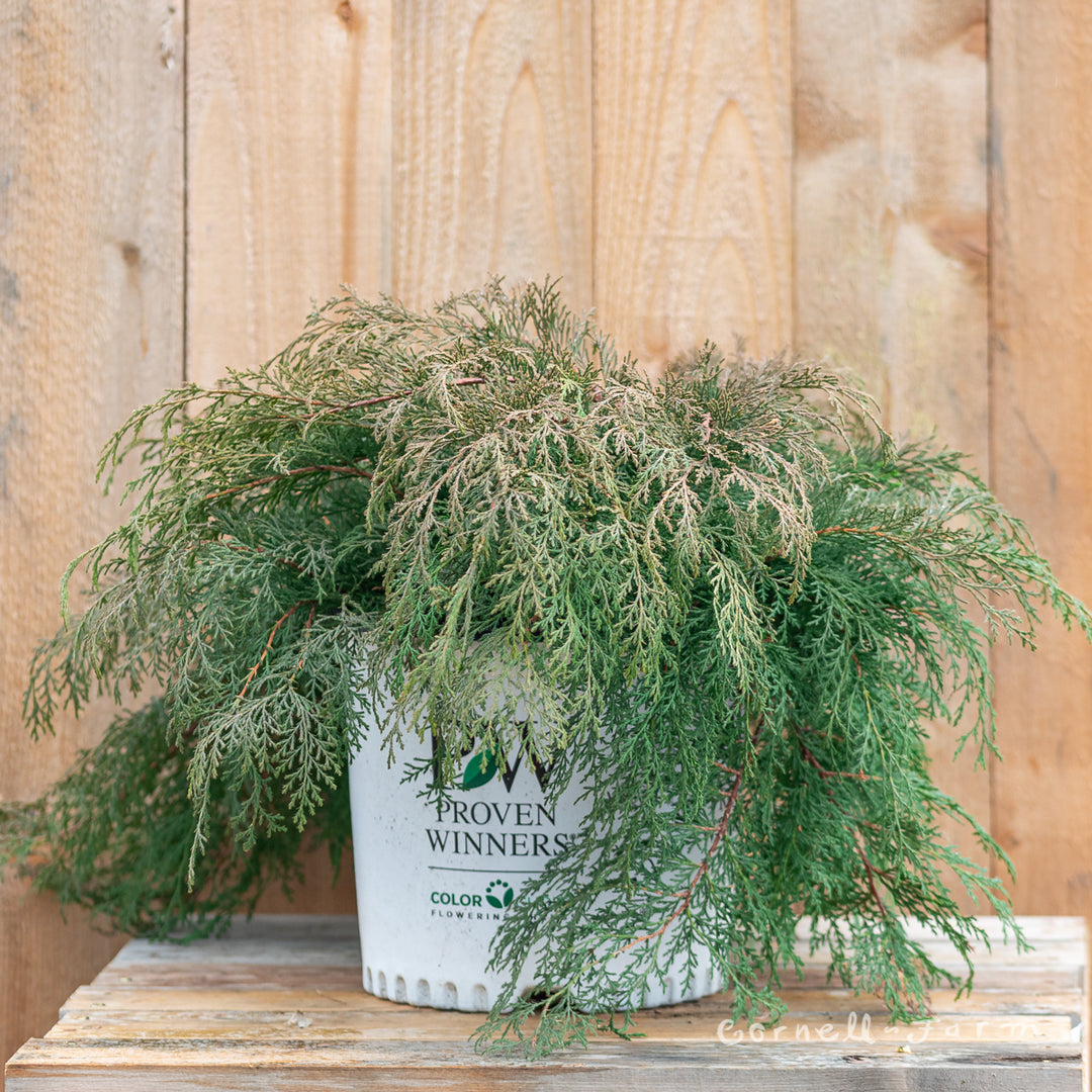 Microbiota decussata Celtic Pride 3gal Russian Cypress – Cornell Farm