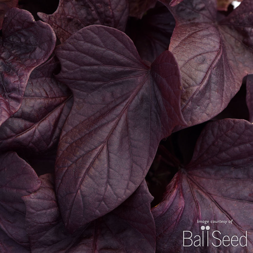 Ipomoea Spotlight Red Heart