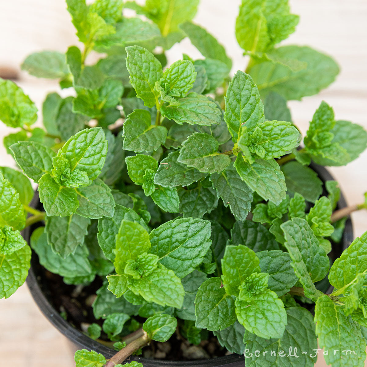 Mint Moroccan 4.25in CF
