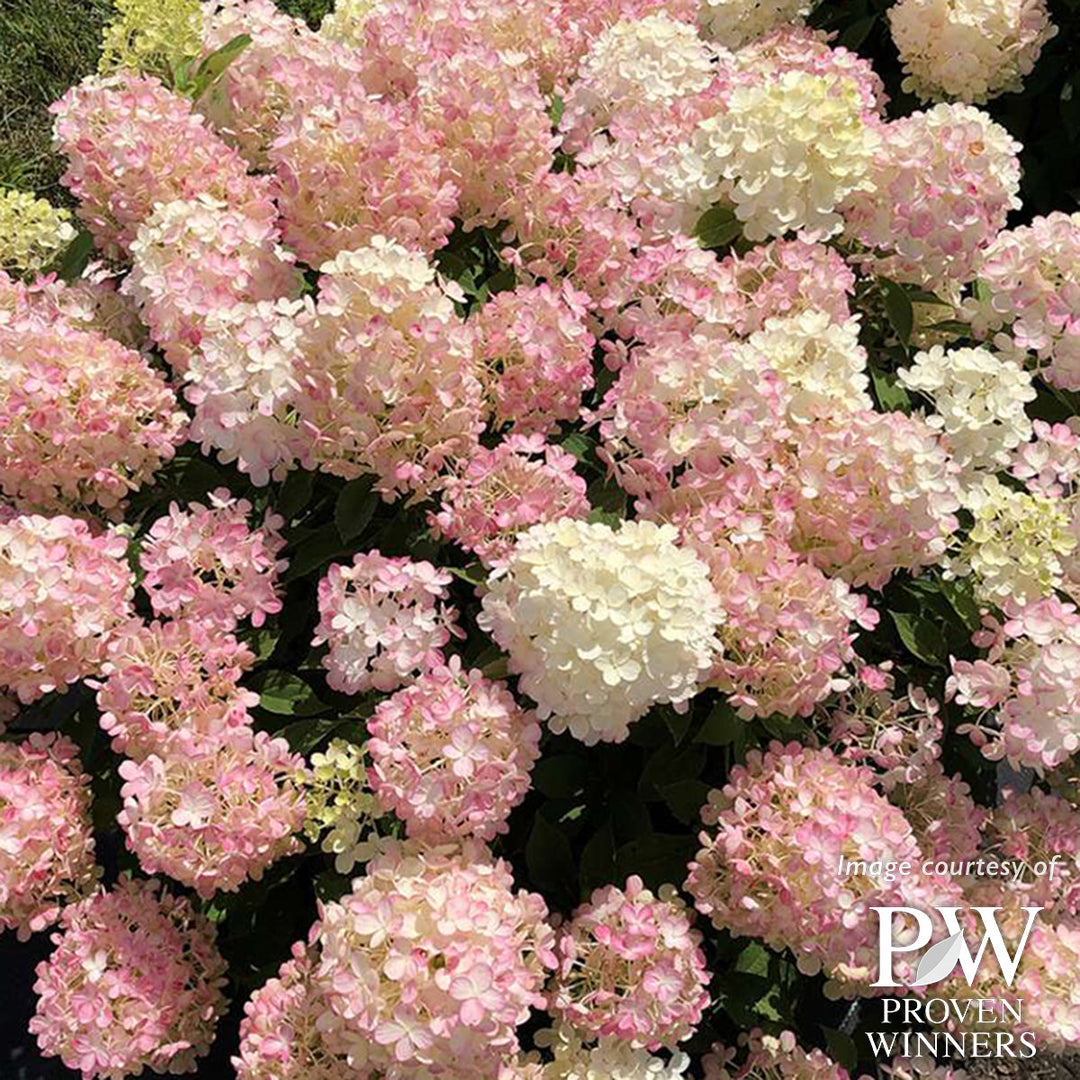 Hydrangea p Fire Light Tidbit 3gal – Cornell Farm