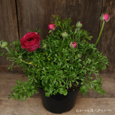 Ranunculus Pink Rose 6in