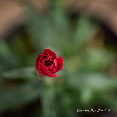 Dianthus Oscar Dark Red 4.25in CF