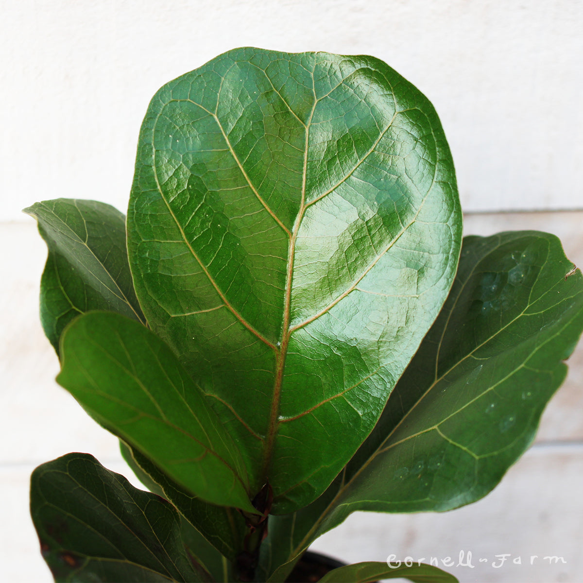 Ficus lyrata 4in Bambino