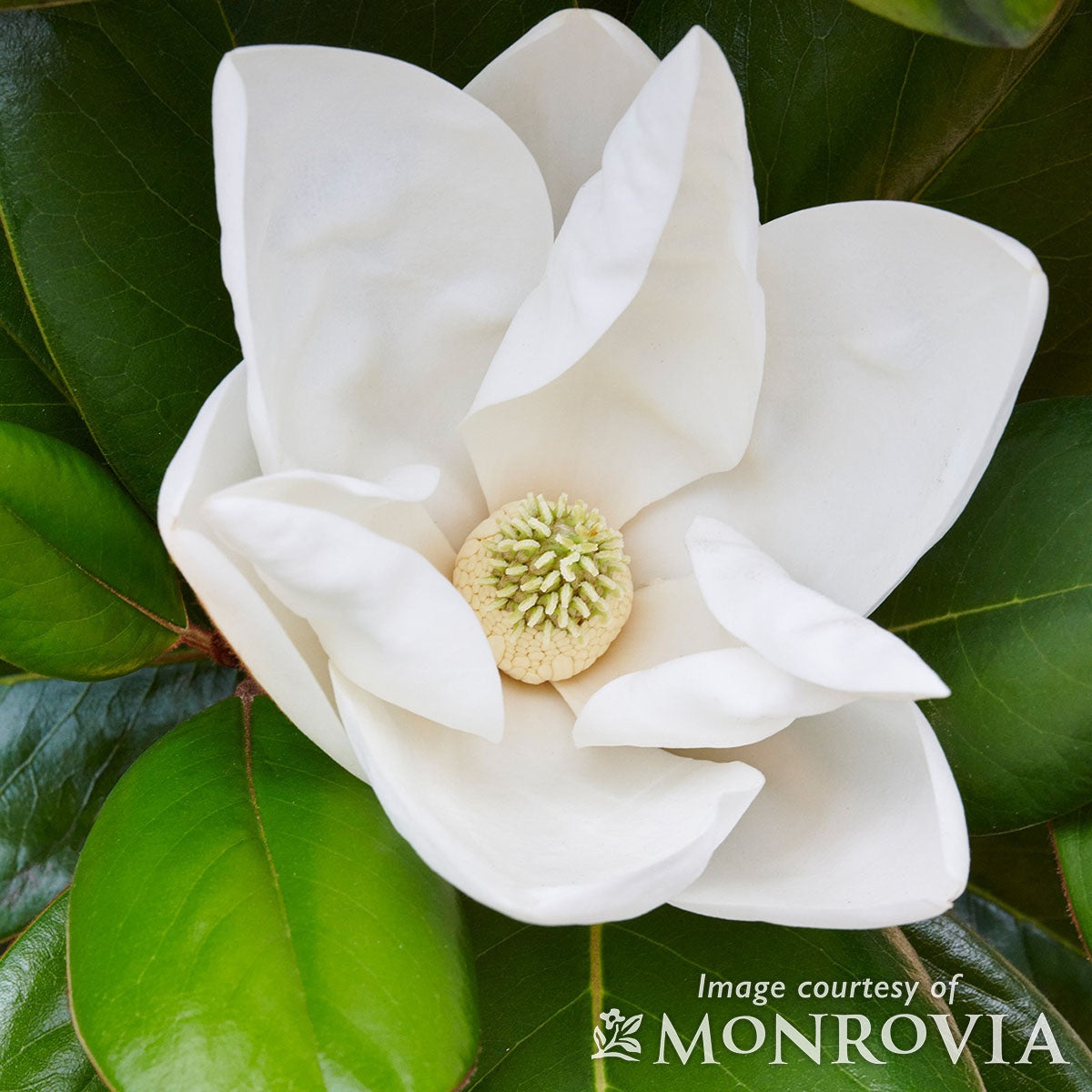 Magnolia grandiflora Teddy Bear 15gal 1.5 cal