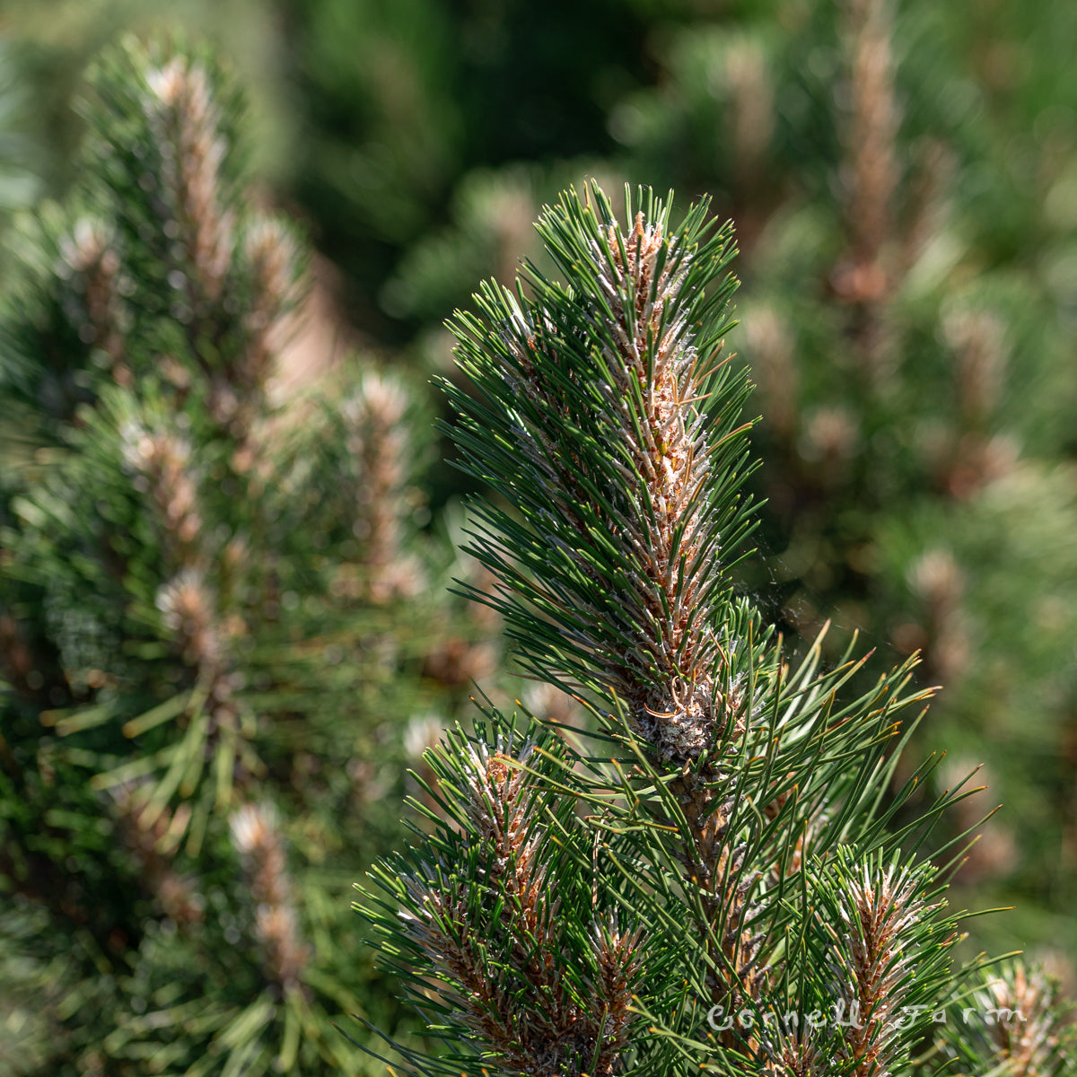 Pinus nigra Komet 3gal Black Pine – Cornell Farm