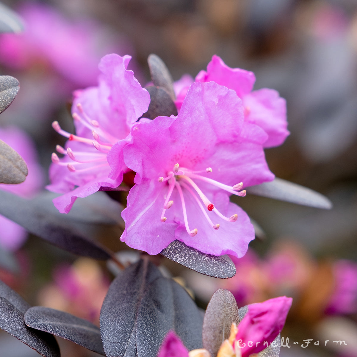 Rhododendron PJM 7gal