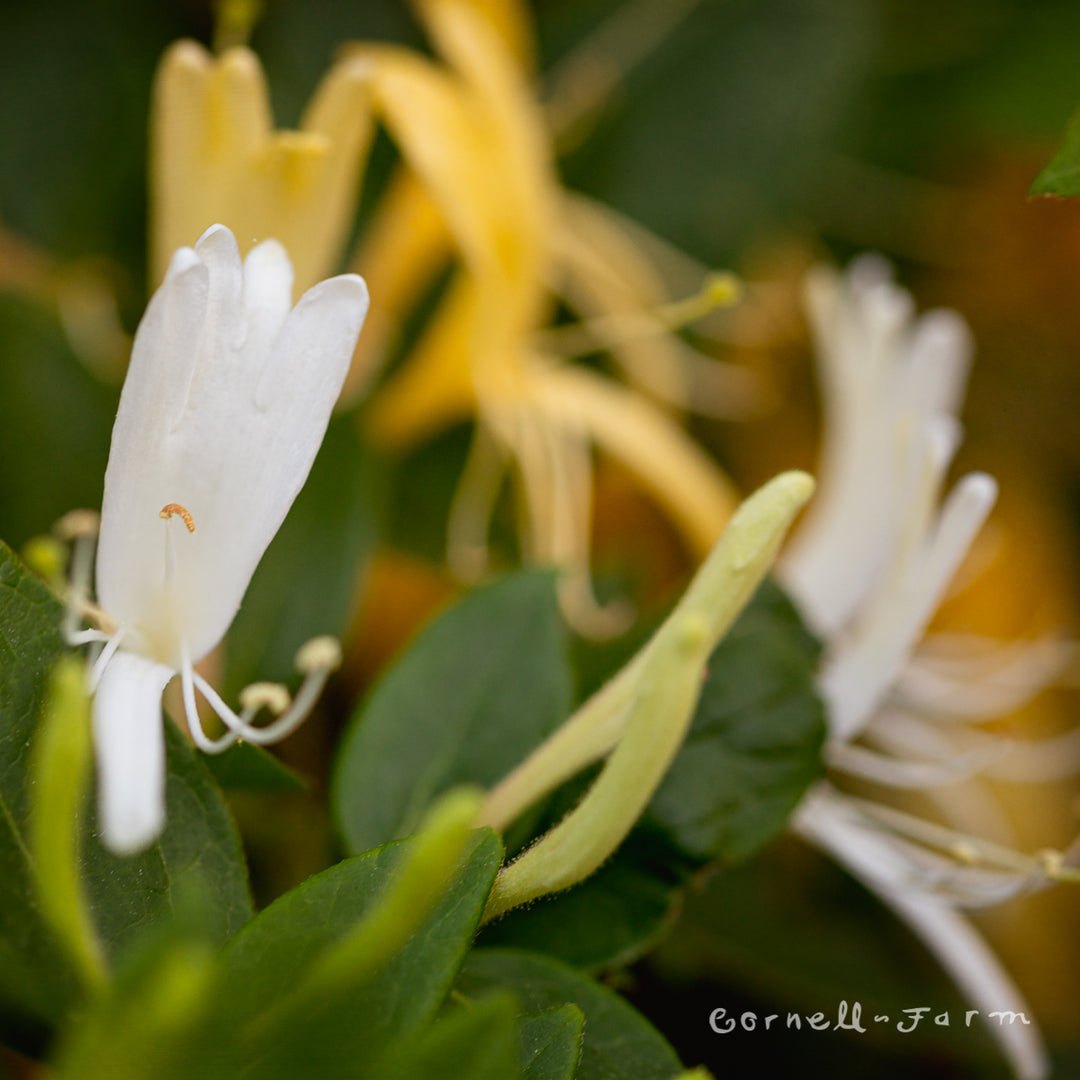 Lonicera j. Halliana 1gal Honeysuckle Vine – Cornell Farm