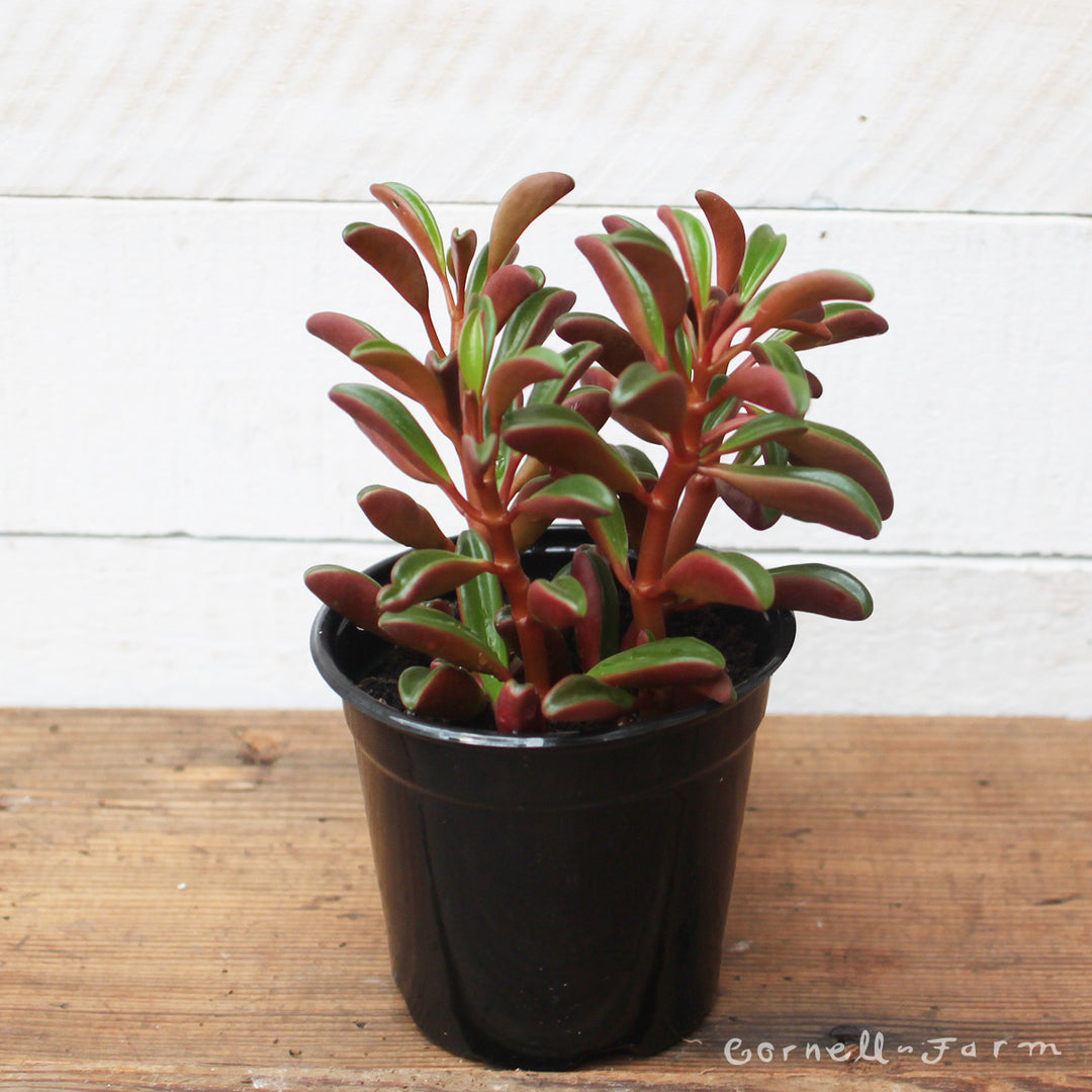 ruby glow succulent Peperomia graveolens 4in Ruby Glow – Cornell Farm