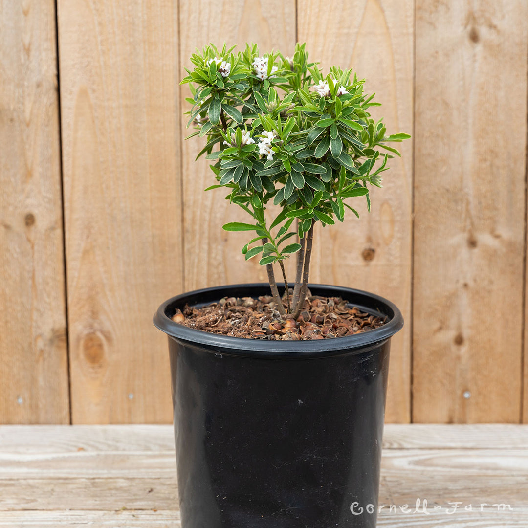 Daphne x Summer Ice 2gal – Cornell Farm