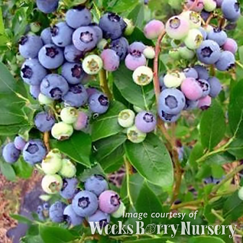 Blueberry Duke 1gal Northern High Bush