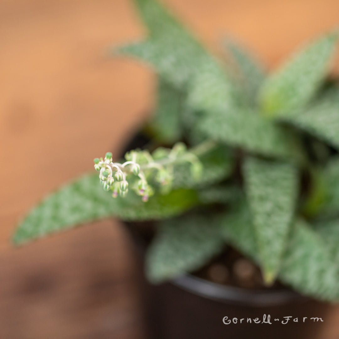 Ledebouria socialis 4in Silver Squill Leopard Lily Scilla Violacea