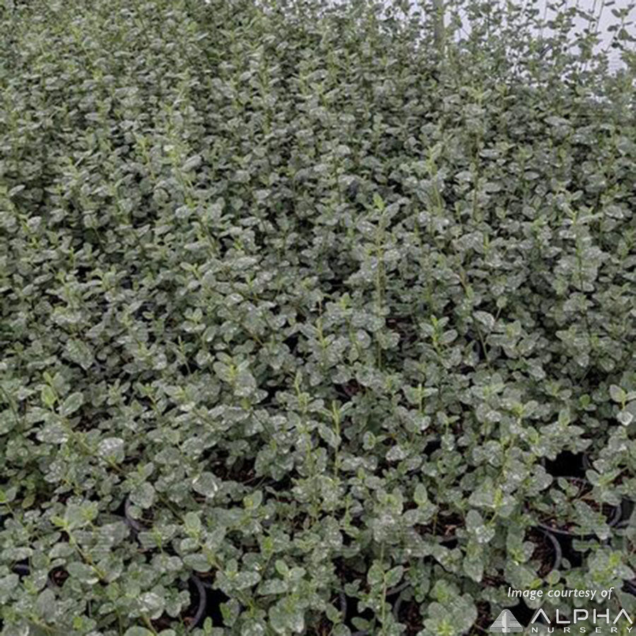 Ceanothus Ray Hartman 1gal California Lilac