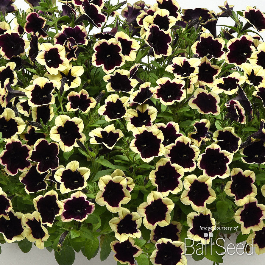 Petunia Dark Saturn Headliner 4.25in CF – Cornell Farm
